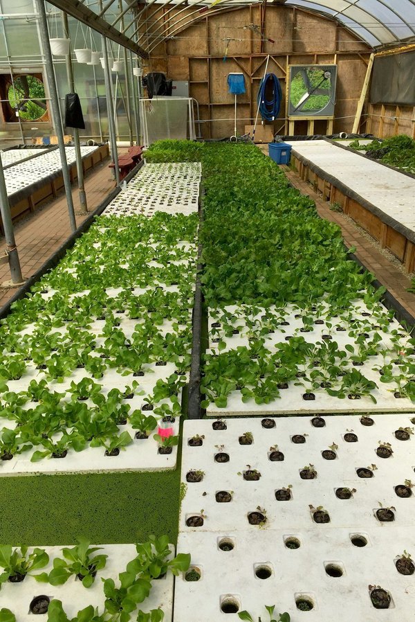 How Can You Use Aquaponics to Grow Vegetables in a UK Urban Environment?