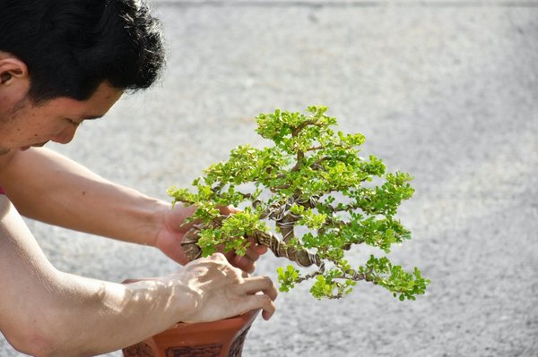 What's the Best Way to Grow and Care for Bonsai Trees in Northern UK Homes?