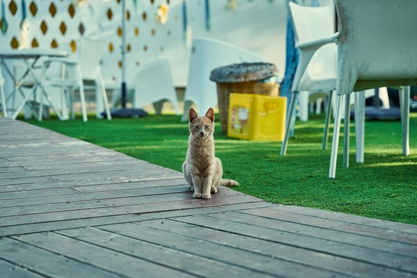 How do you choose the right type of artificial grass for a pet-friendly garden in Hull?